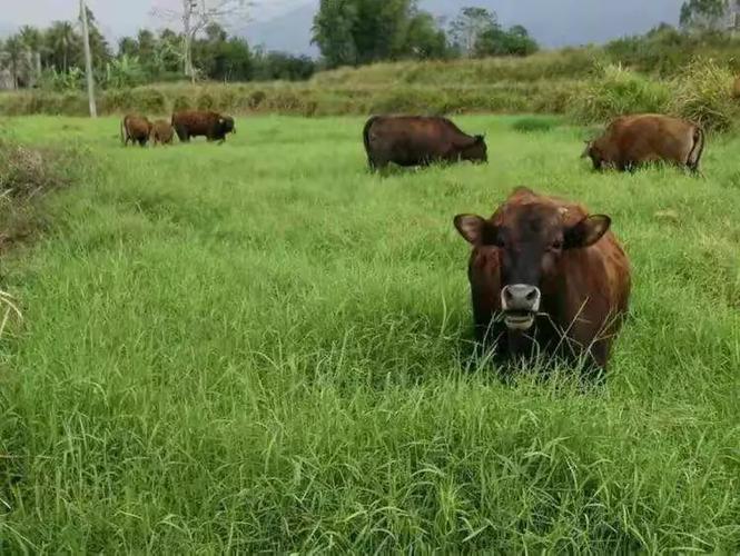 小黃牛貨運小黃牛供應鏈平臺
